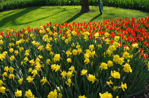 Jual Poster Netherlands Parks Daffodils Tulips Many Keukenhof WPS